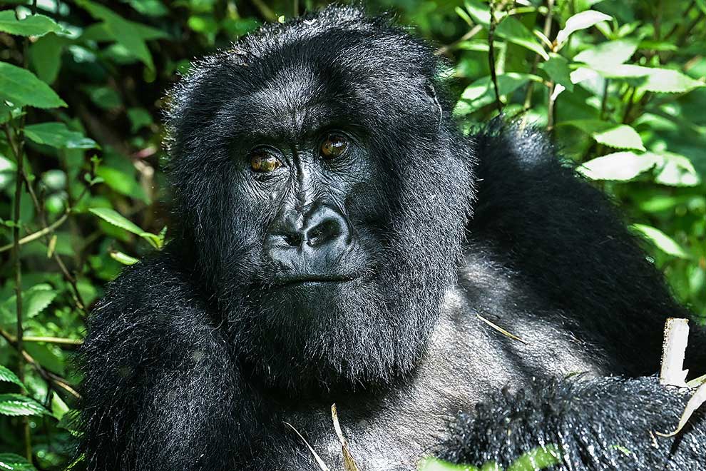 Gorilla trekking tips in Uganda and Rwanda