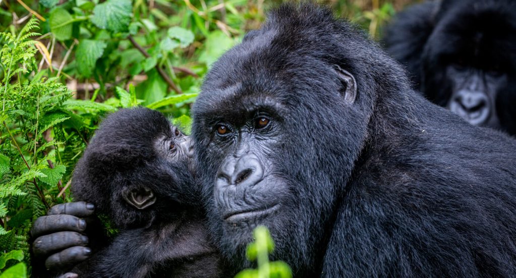 Read more about the article Gorilla Trekking Tips