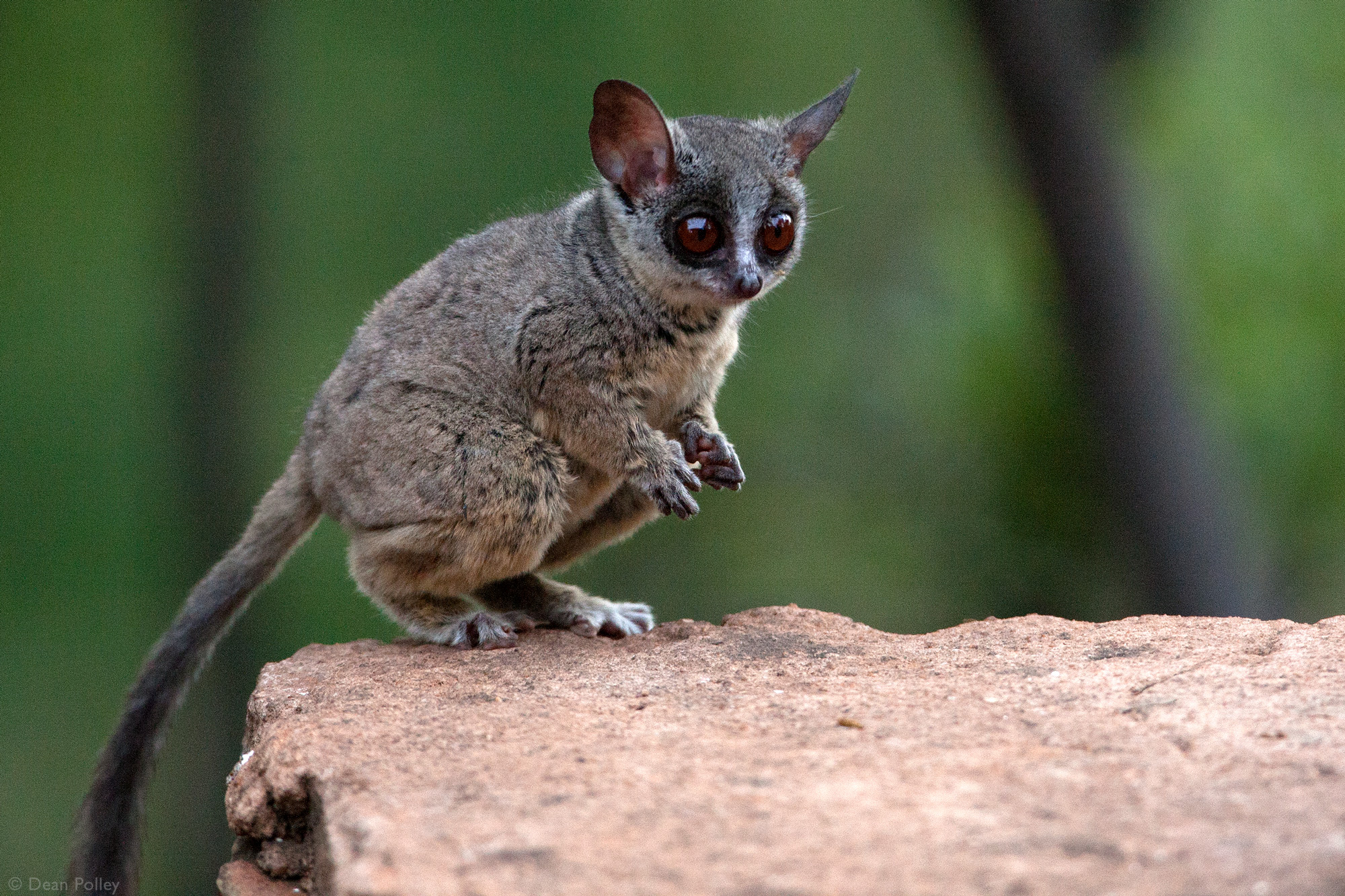 Read more about the article Bush Babies