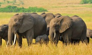 12 Days Uganda Safari