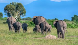 12 Days Uganda Safari