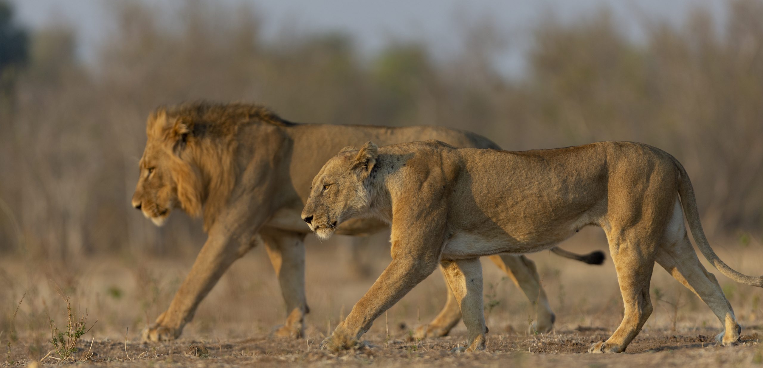 lion animal
