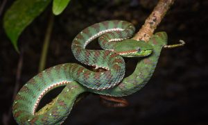 Read more about the article Entebbe Reptile Village