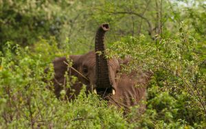 Read more about the article What Do Elephants Eat