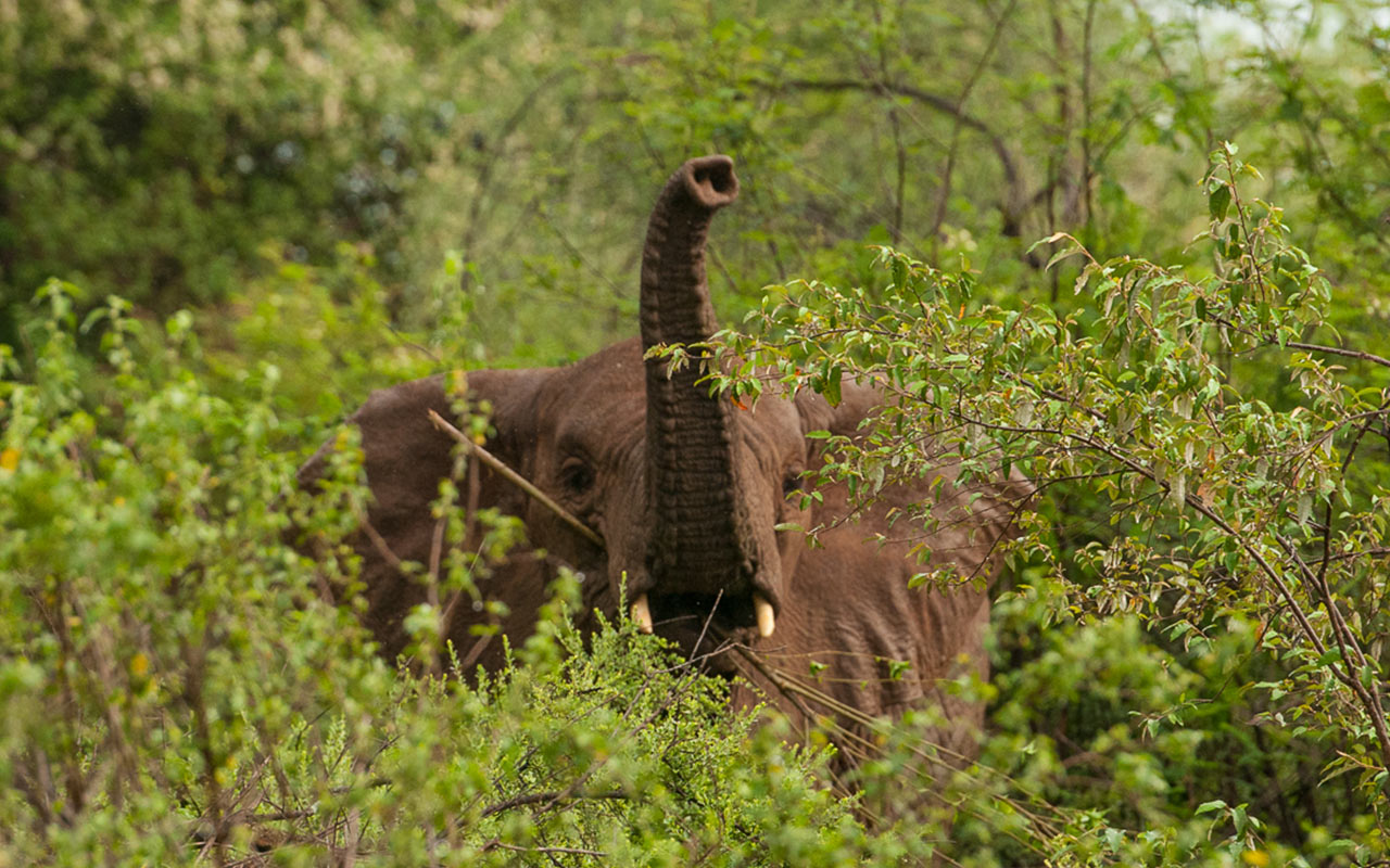 Read more about the article What Do Elephants Eat