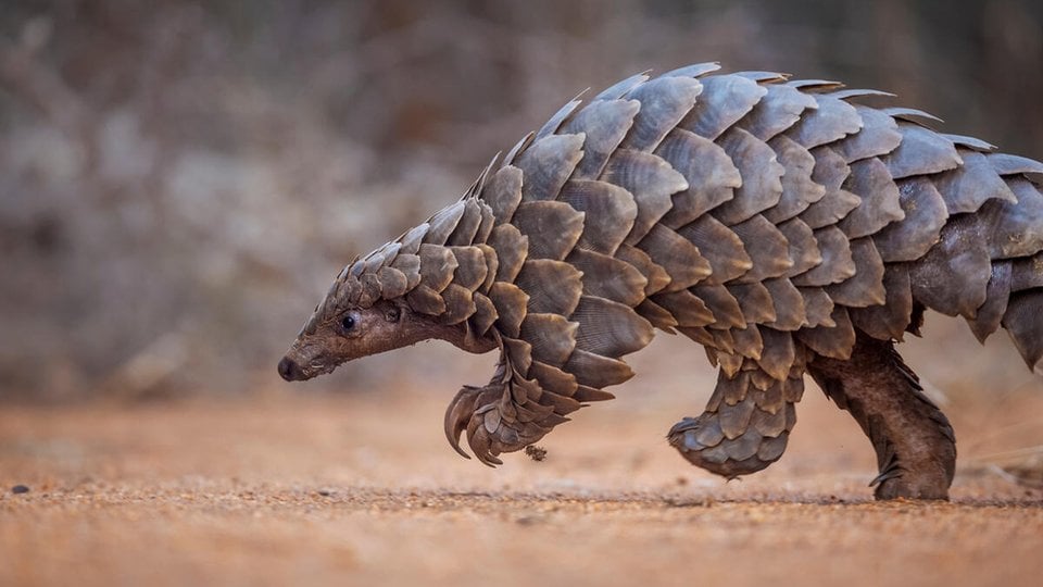 pangolin definition