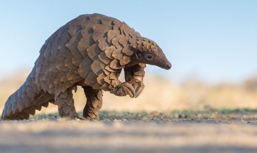 Where do pangolins live