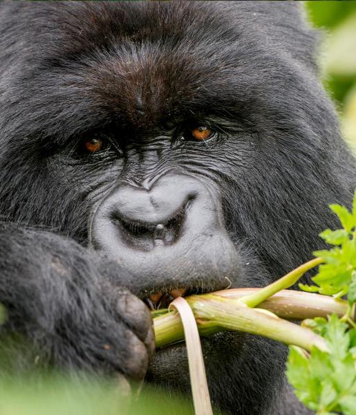 Silverback gorilla diet