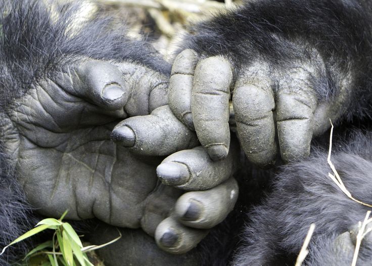 Read more about the article How big is a silverback gorilla hand