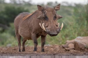 6 Days Uganda Safari