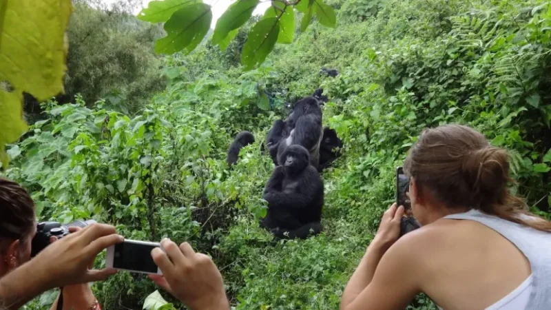 2 Day Gorilla Safari in Uganda