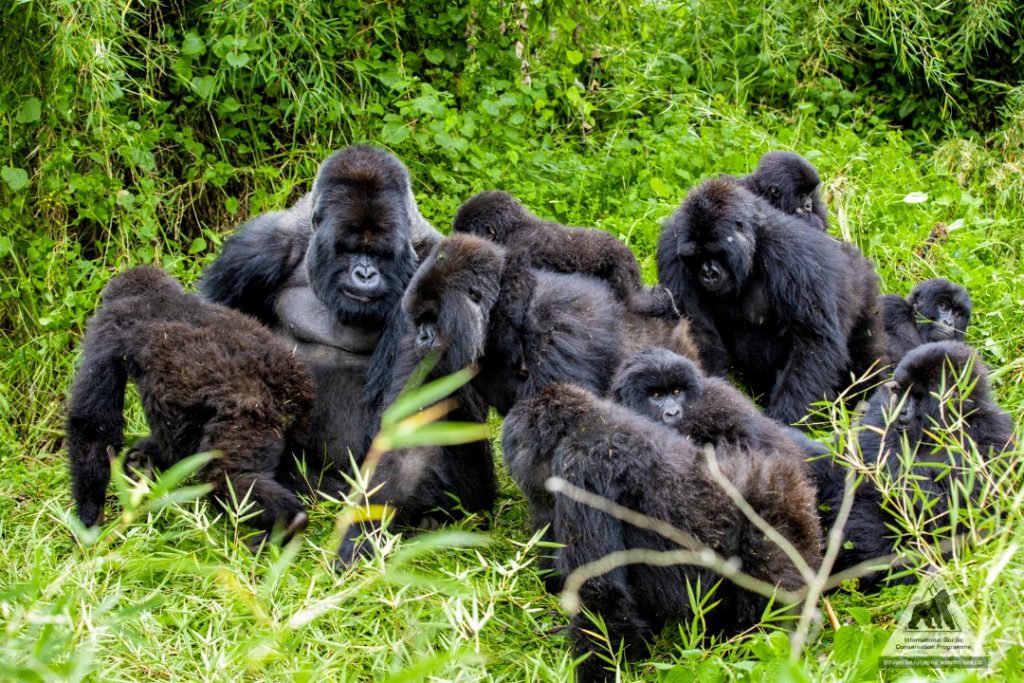 What do mountain gorillas eats and drink