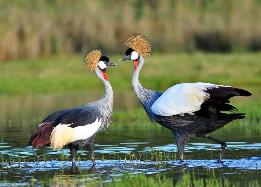 Grey crowned crane lifespan
