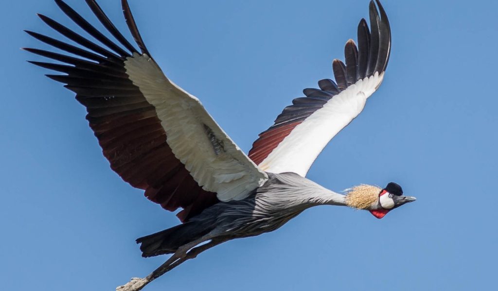Grey Crowned Crane Symbolism