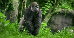 Read more about the article Mountain Gorilla habitat vs. Lowland Gorillas