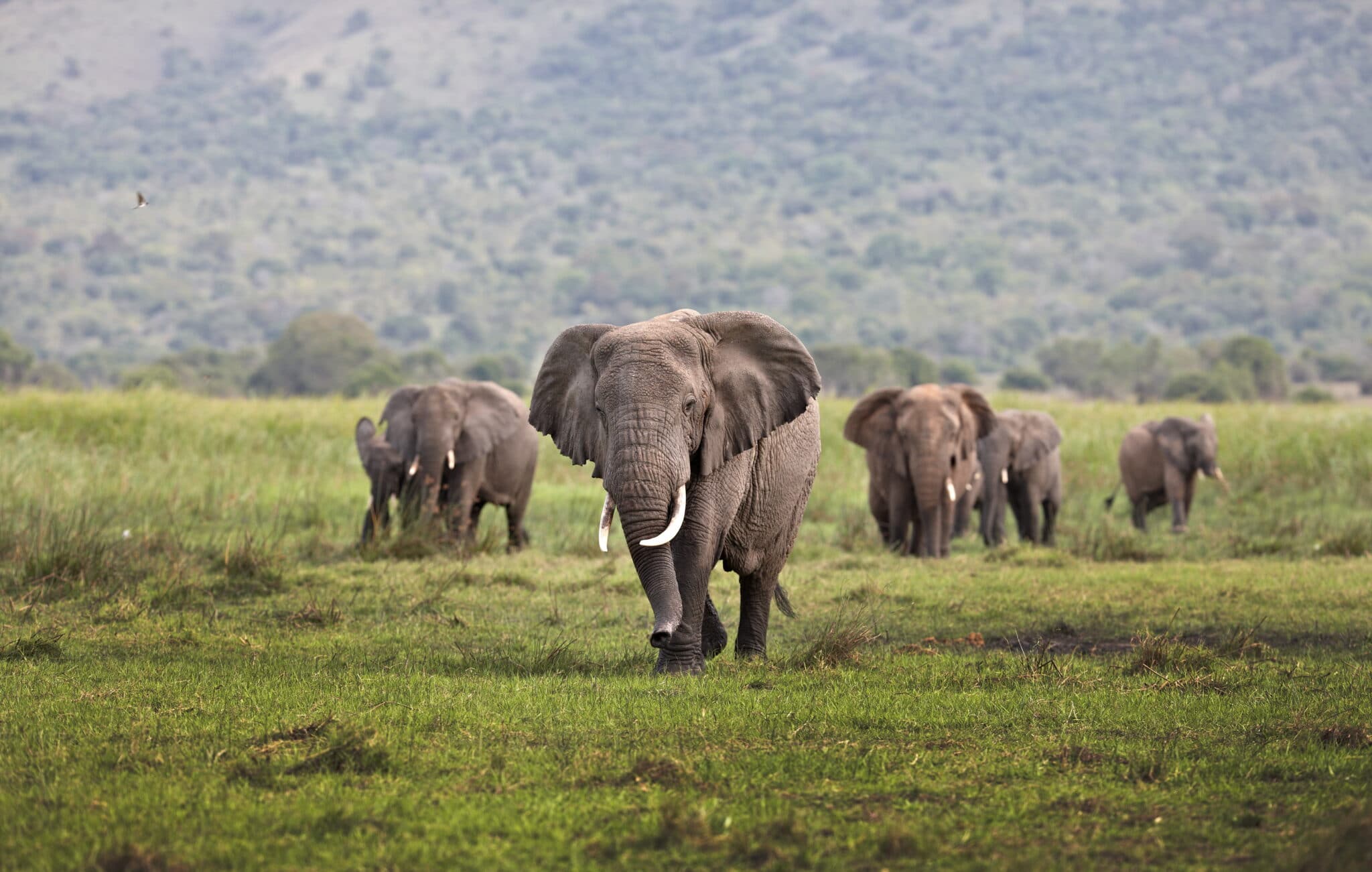 big 5 animals masai mara