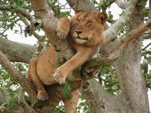 3 Days Queen Elizabeth National Park Safari