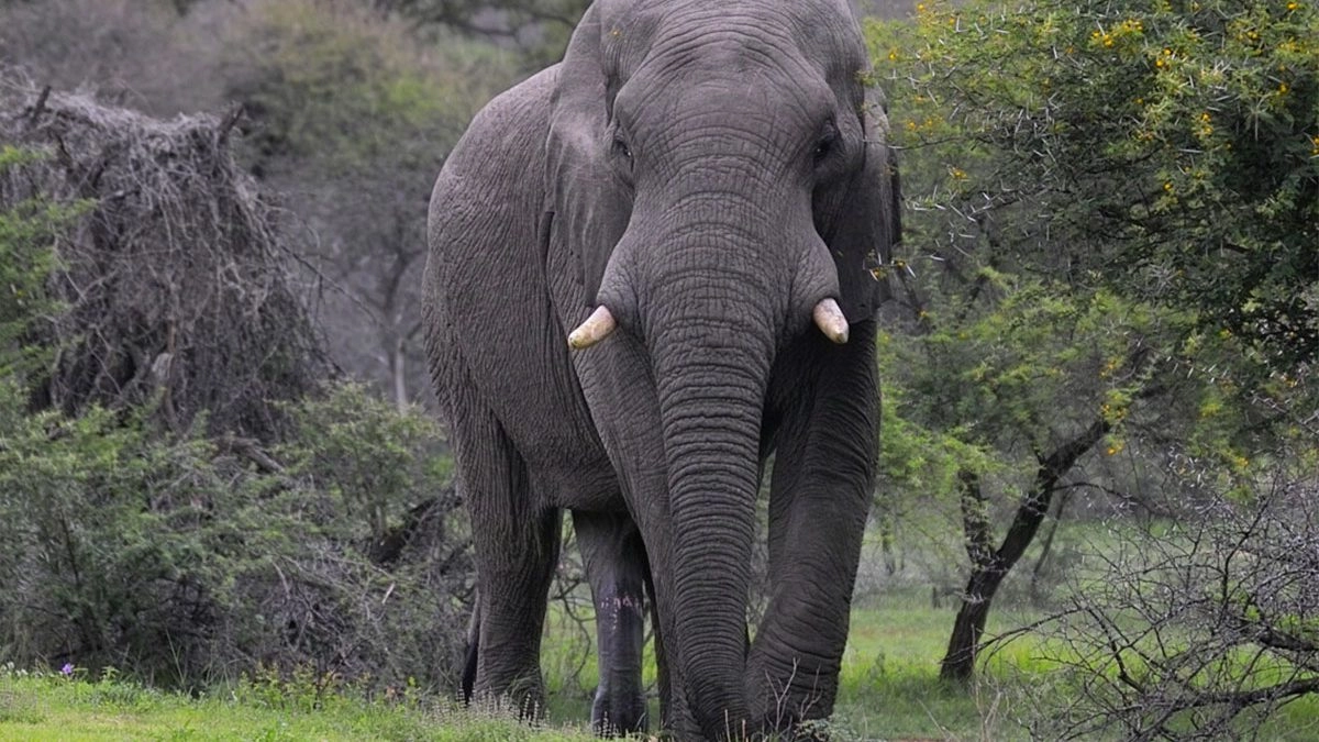 Elephants in Uganda
