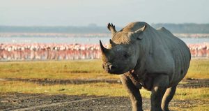 6 Days Masai Mara Lake Nakuru and Amboseli Safari
