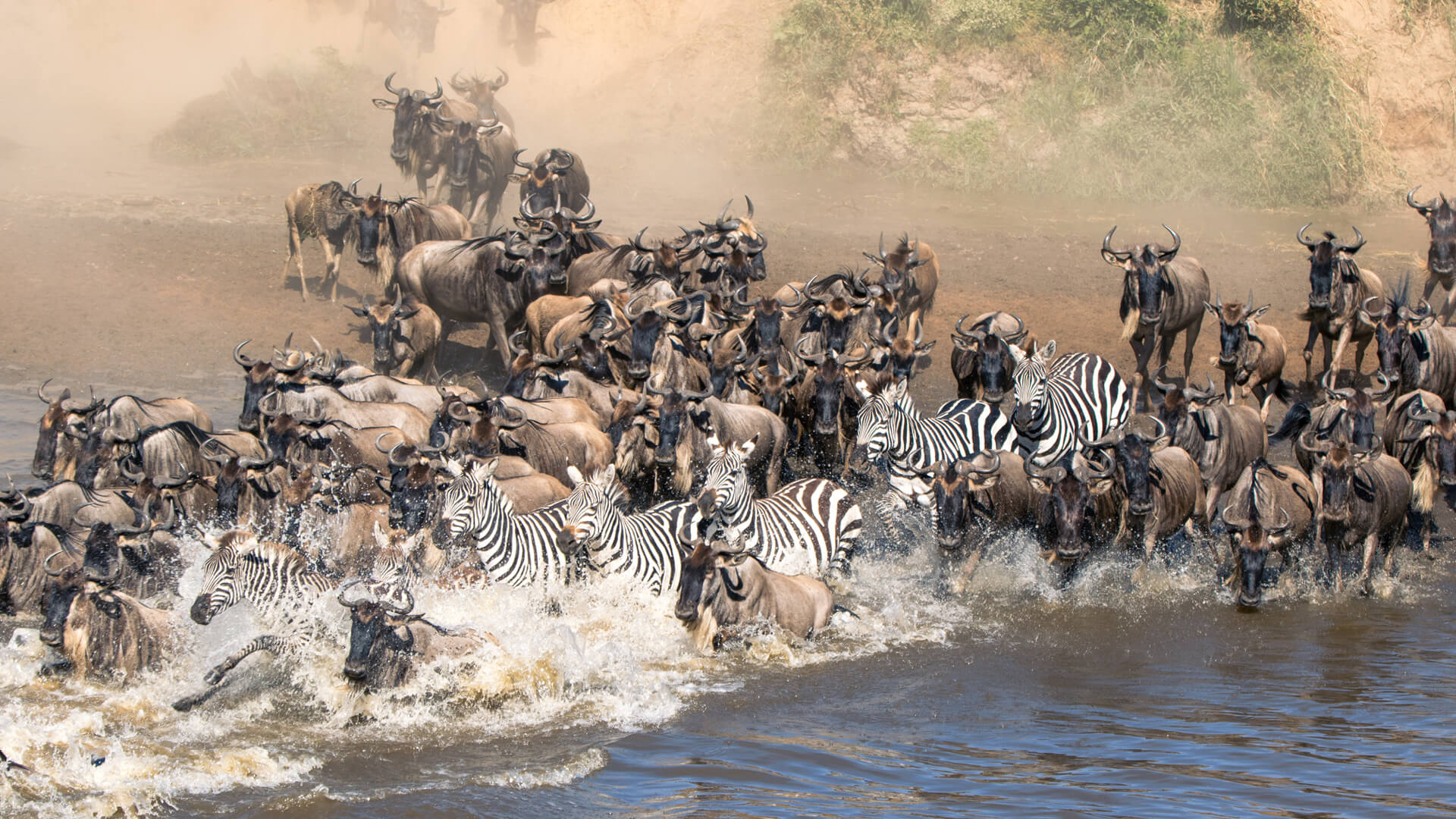wildebeest migration facts
