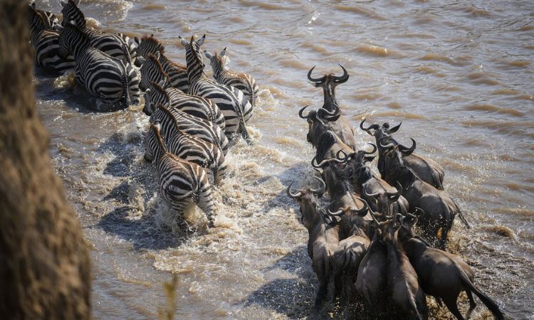 5 Days Masai Mara and Lake Naivasha