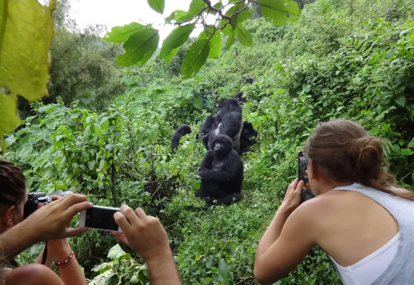 Read more about the article Best Gorilla Tours in Africa