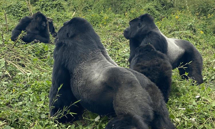 Gorilla Families in Bwindi