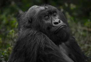Read more about the article Uganda and Rwanda Entry Requirements