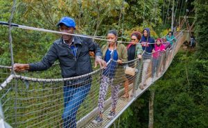 Read more about the article Nyungwe Forest Canopy Walk