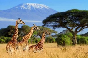 Read more about the article 2 week African safari cost