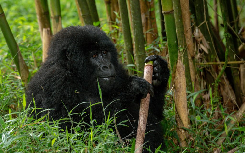 How Much Food Does a Gorilla Need to Eat Each Day