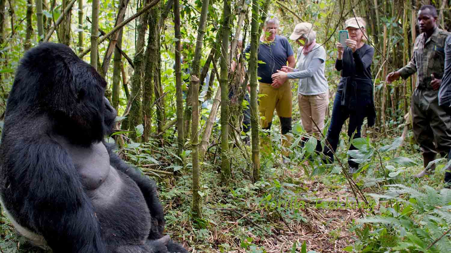 Read more about the article Mistakes to Avoid on a Gorilla Trekking Safari