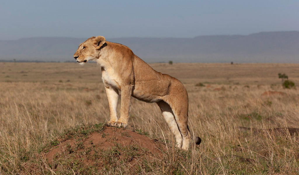 You are currently viewing Top National Parks in Africa for Big Five Safaris