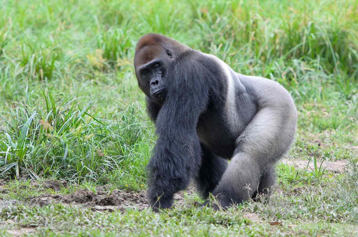 Western Lowland Gorilla