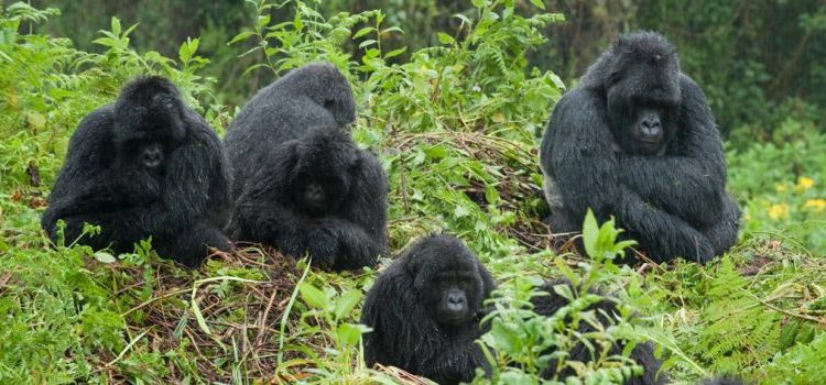 Read more about the article Gorilla families in Bwindi, Volcanoes, and Virunga