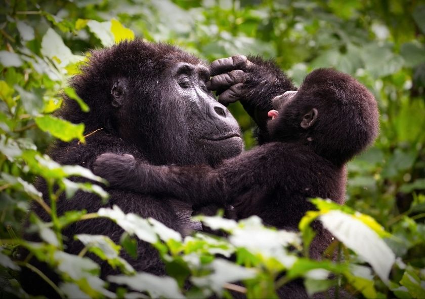 Gorilla families in Bwindi, Volcanoes, and Virunga