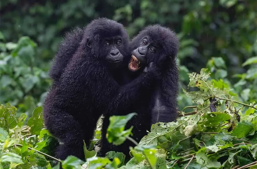 How to book a gorilla trek and safari