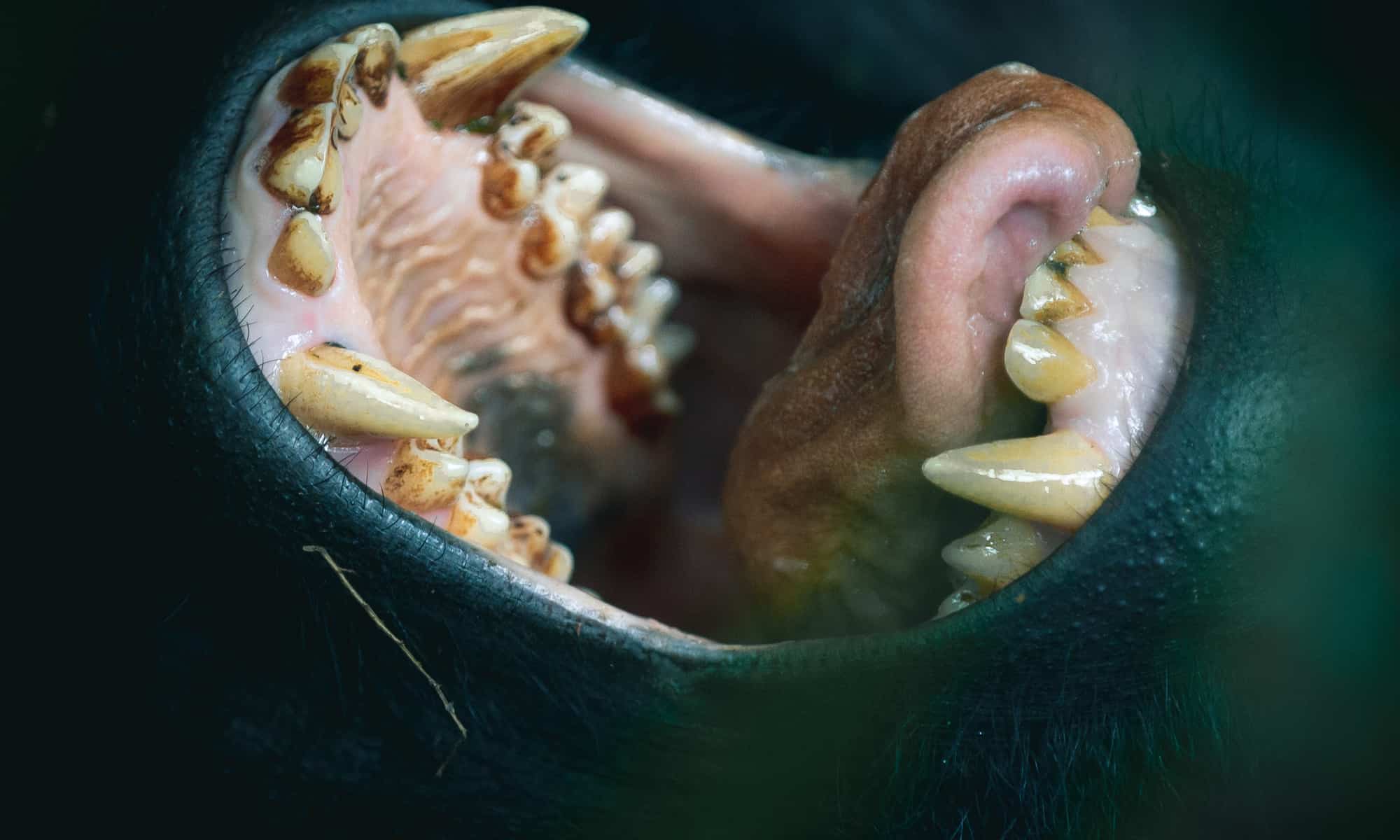 You are currently viewing Gorilla Teeth