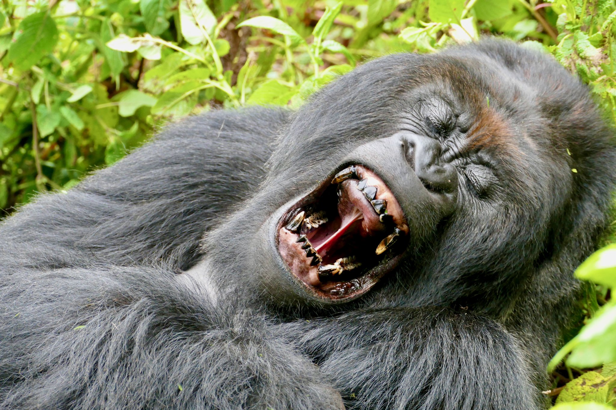 Gorilla Teeth
