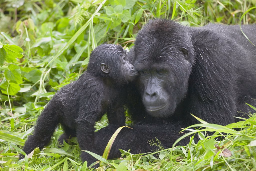 Which month is best for gorilla trekking in Uganda