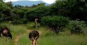Read more about the article Hidden Gems in Uganda