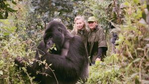 Read more about the article Mountain Gorilla Conservation Success Stories
