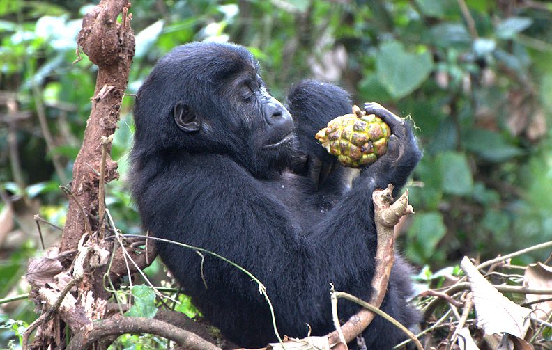 What Fruits Do Gorillas Eat