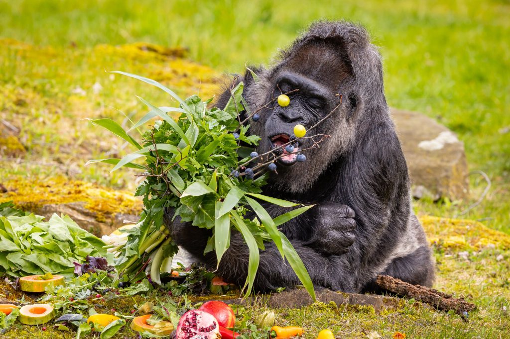 What fruits gorillas eat