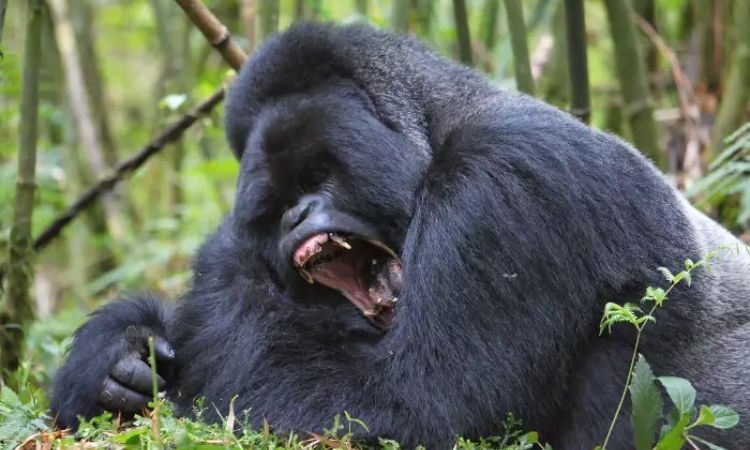 Mountain Gorilla Conservation Success Stories 2025
