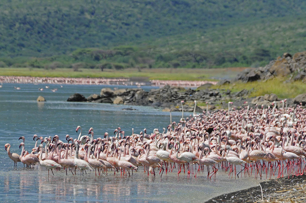 5 Days Masai Mara and Lake Naivasha