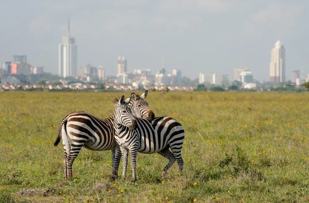 nairobi national park safari