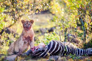 Read more about the article What Do Lions Eat