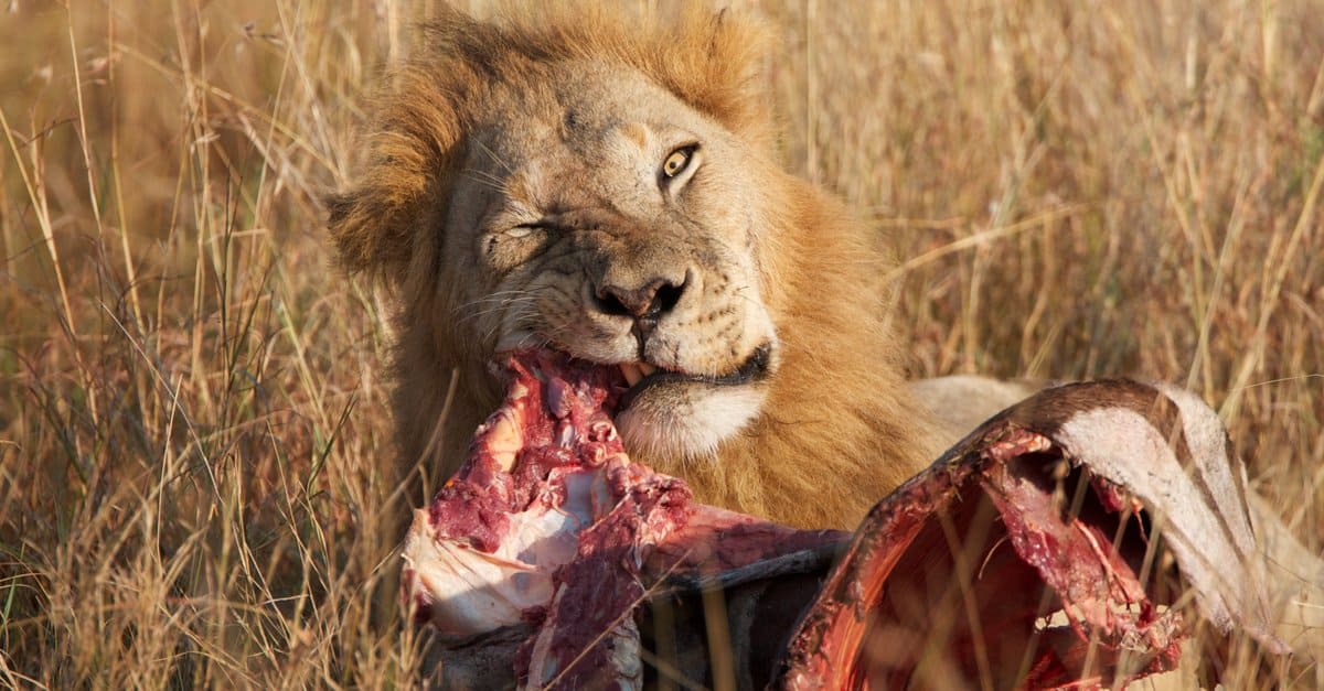 What Do Lions Eat in the Savanna