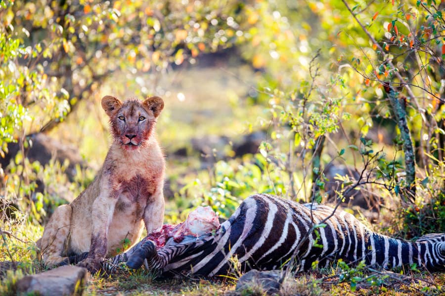 Read more about the article What Do Lions Eat